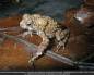 Preview: Status and Threats of Afrotropical Amphibians